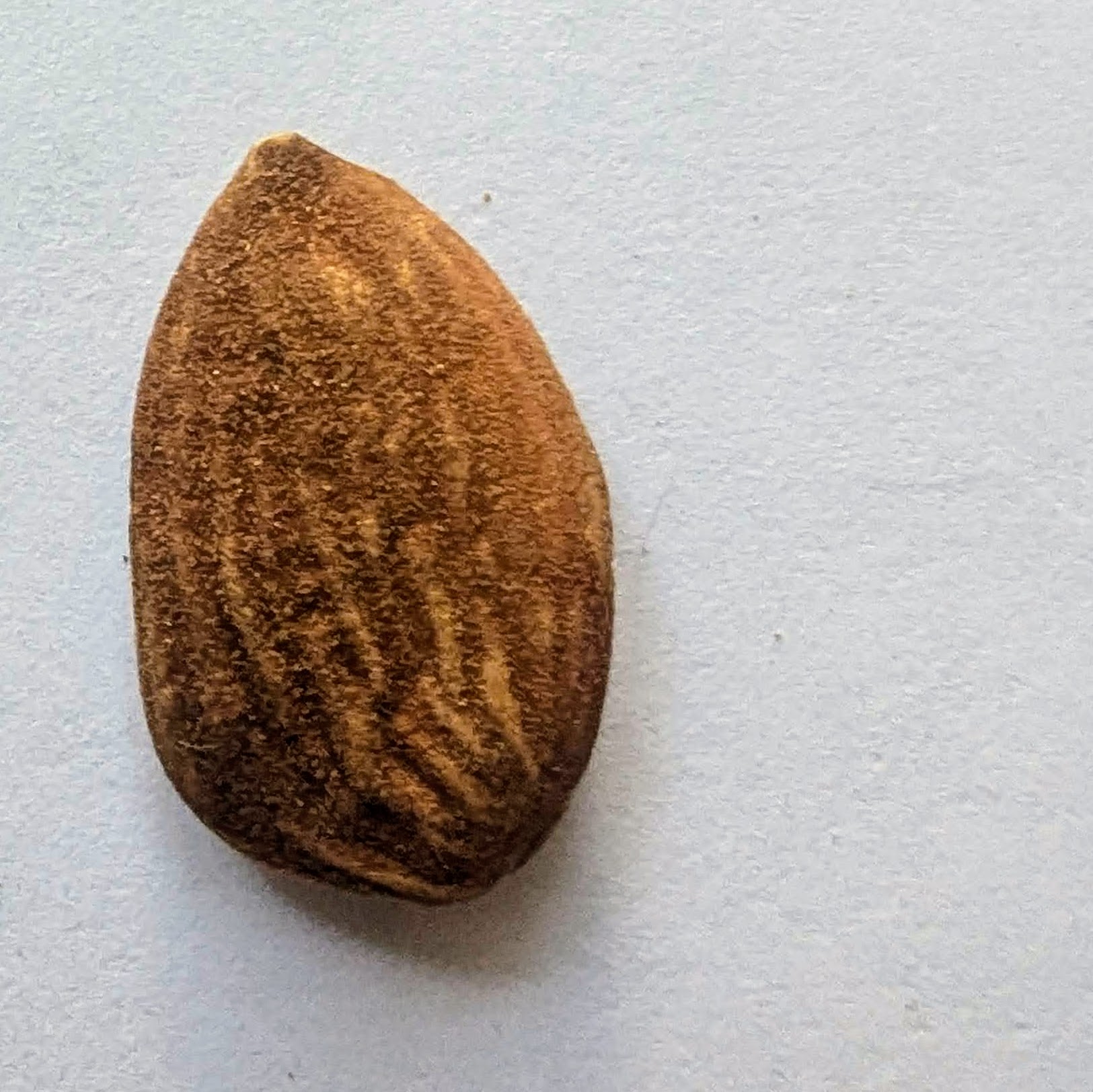 Almonds - Raw Kernel from Georgia